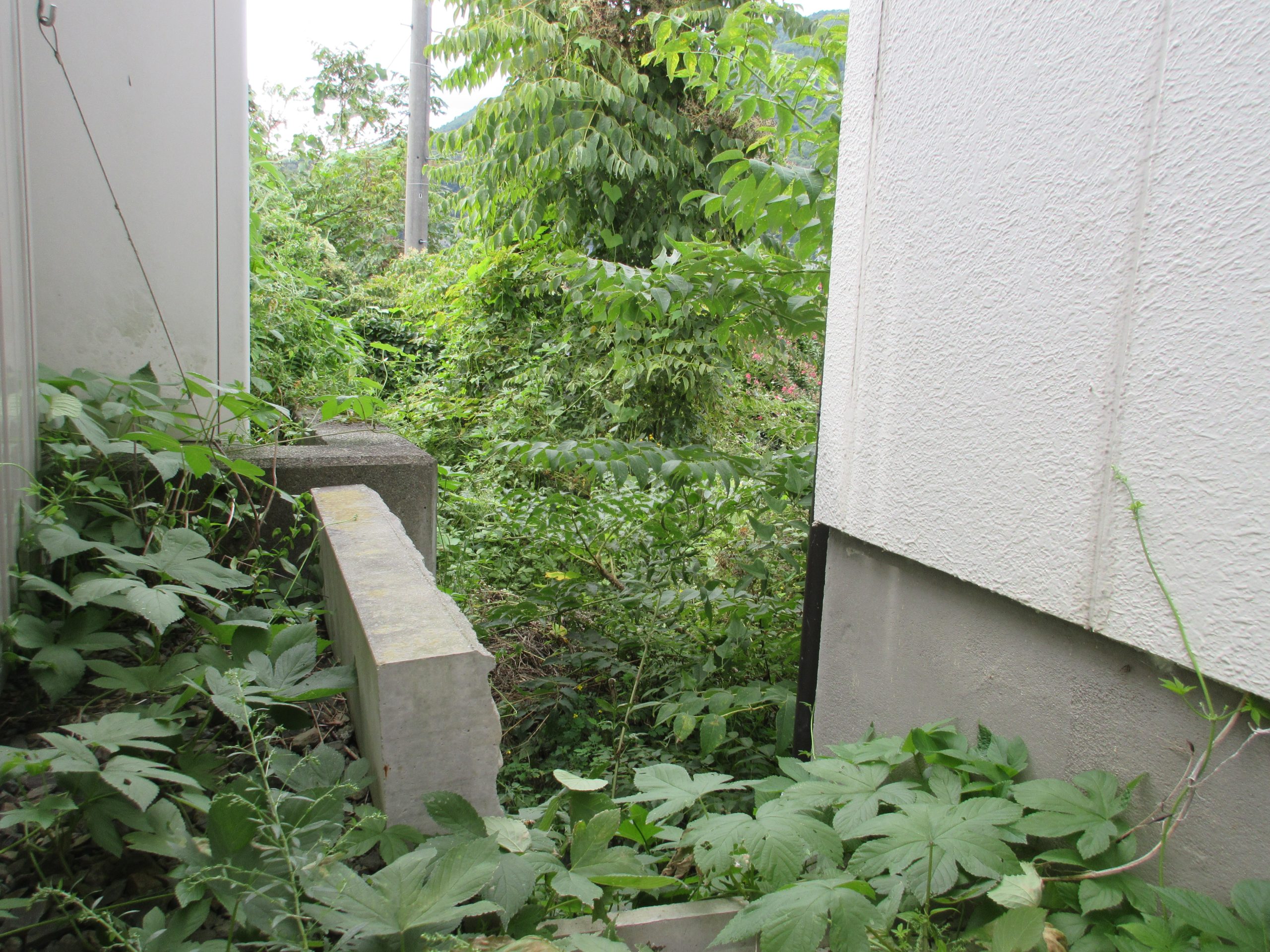 手入れ次第で小さな畑が出来ます